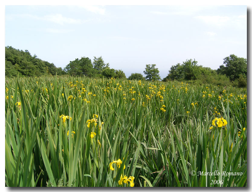 Limniris  (=Iris ) pseudacorus / Giaggiolo acquatico